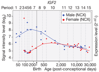 /media/texts/kdyz-veda-vyvraci-genderovou-ideologii/gender-difference-brain-igf2.thumbnail.png